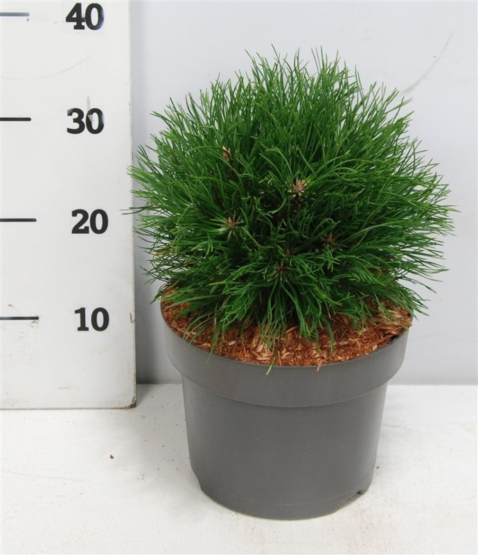 Pinus mugo 'Varella', D 23