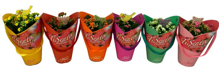 Calandiva 12 cm mix met steker TiSento Stacy, D 12