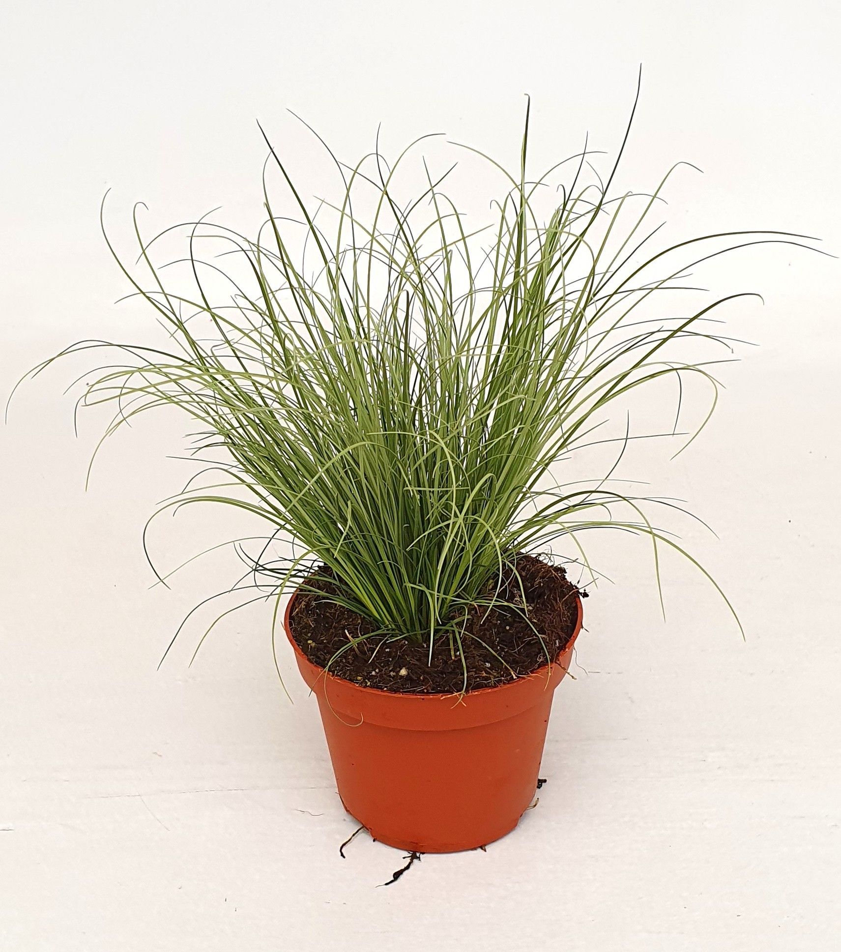 Carex 'Frosted Curls', D 10,5