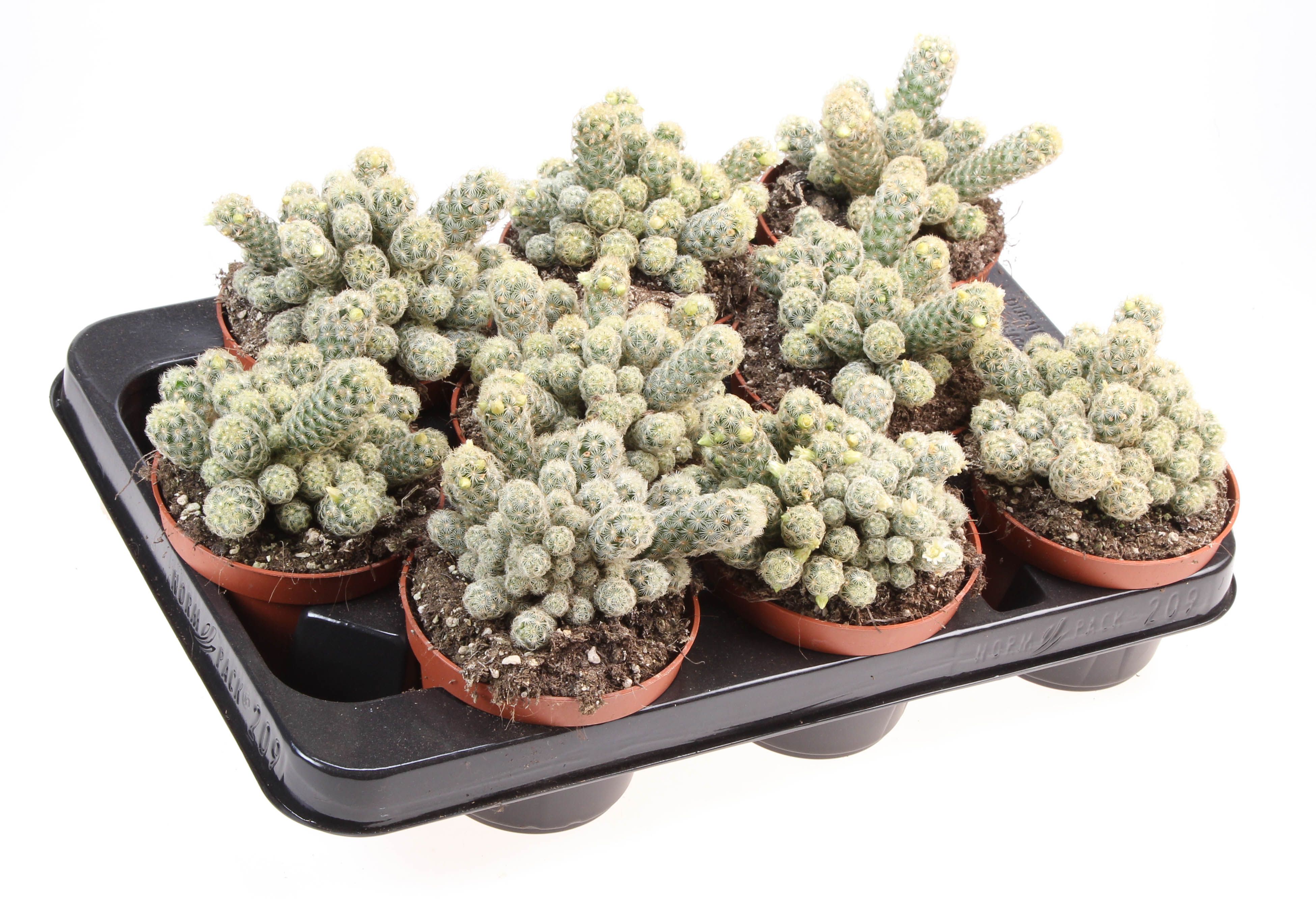 Mammillaria elongata geel + bloem, D 10,5