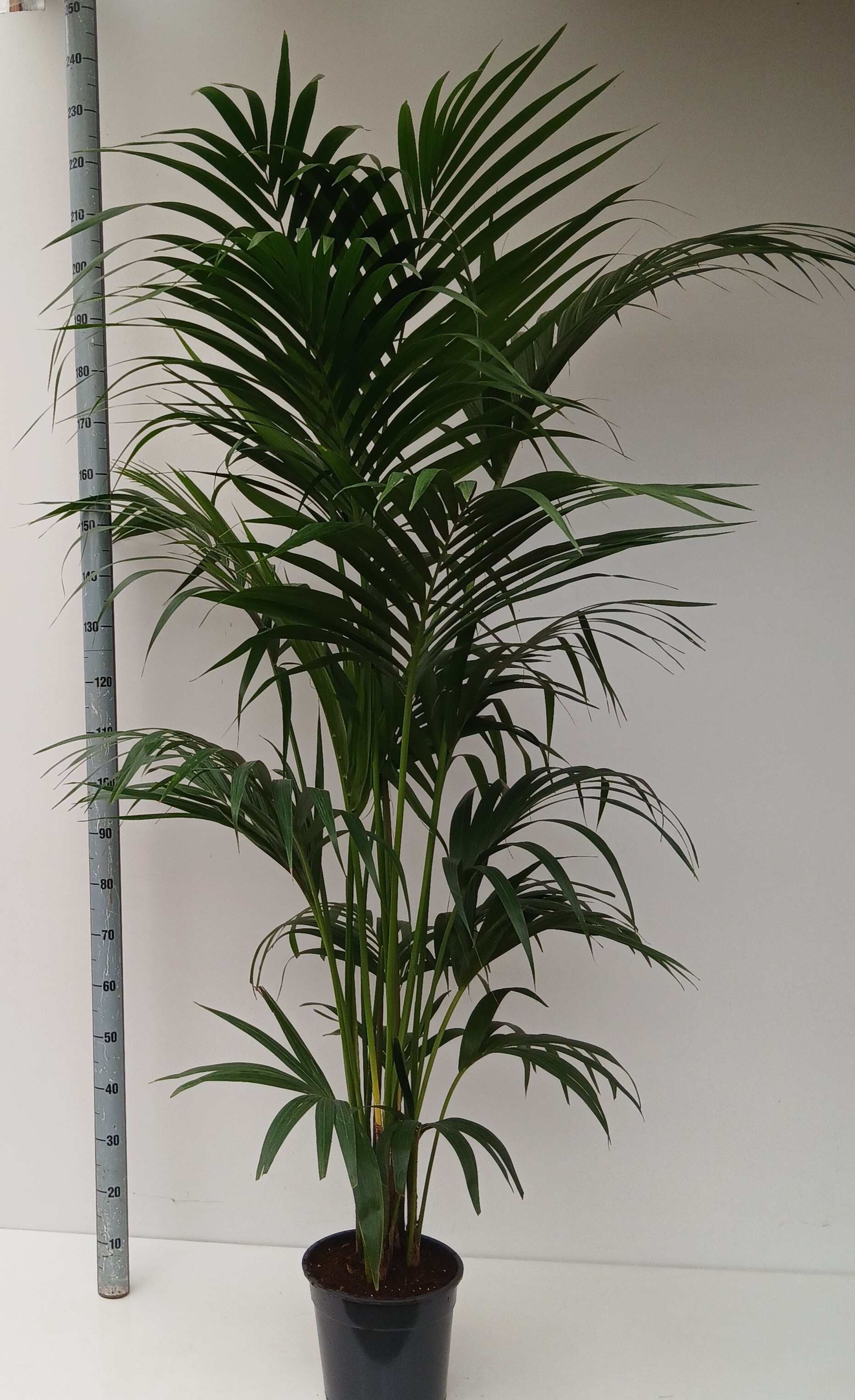 howea forsteriana, D 27