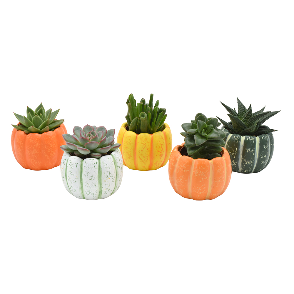 Succulent in Pumpkin mix ceramics, D 8