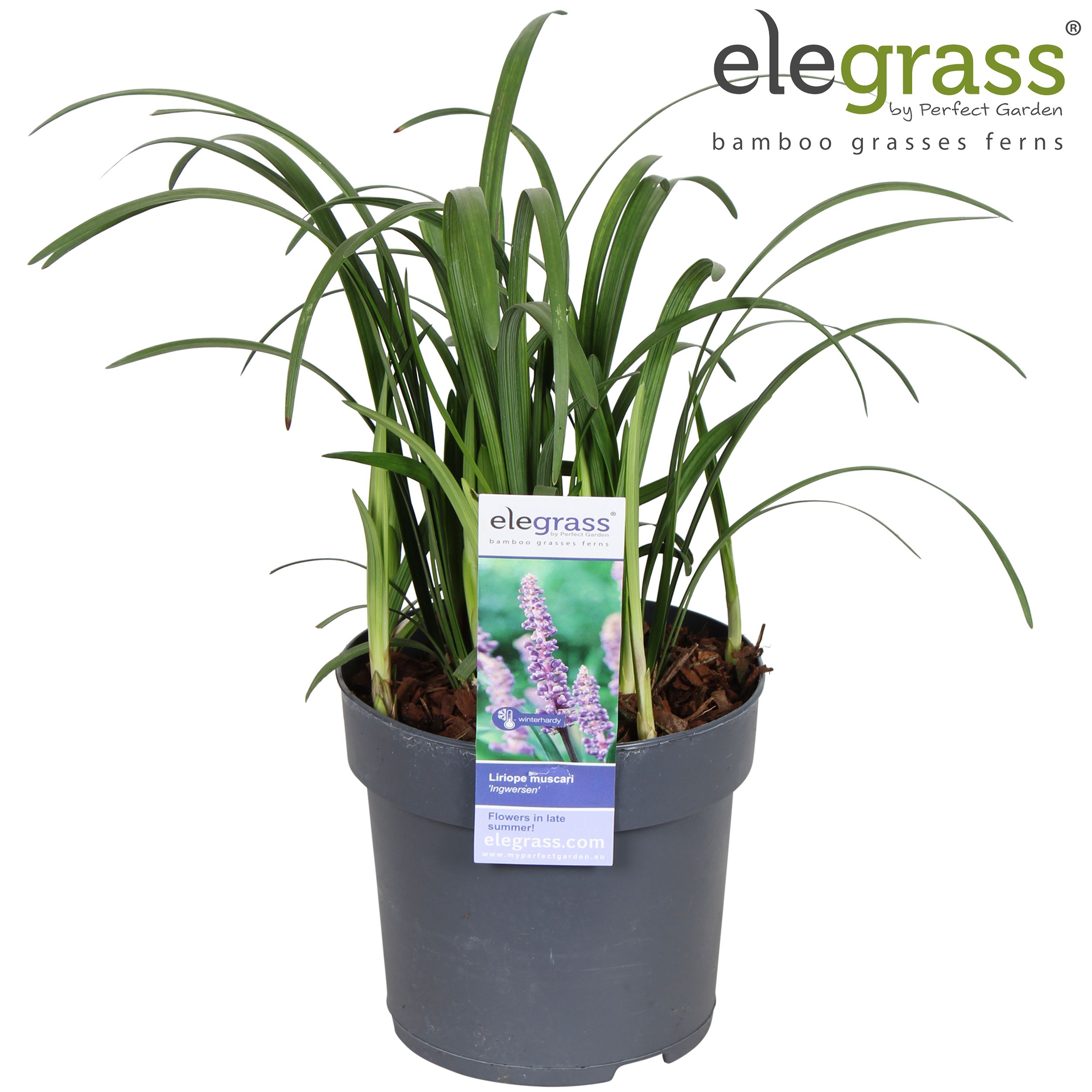 Liriope muscari 'Ingwersen' P14, D 14
