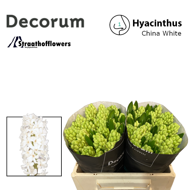 Гиацинт Чайна Вайт (бел.), шт.