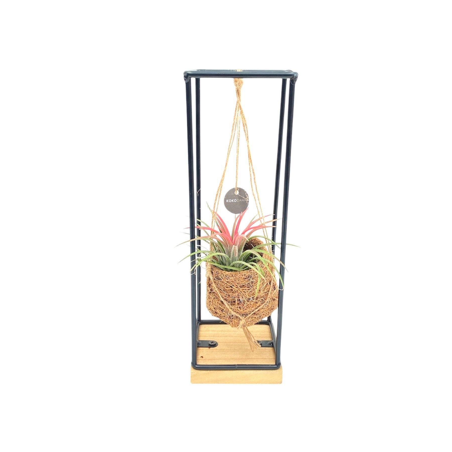 Kokodama Birdnest 7 cm Industrial Hanging Tillandsia, D 7