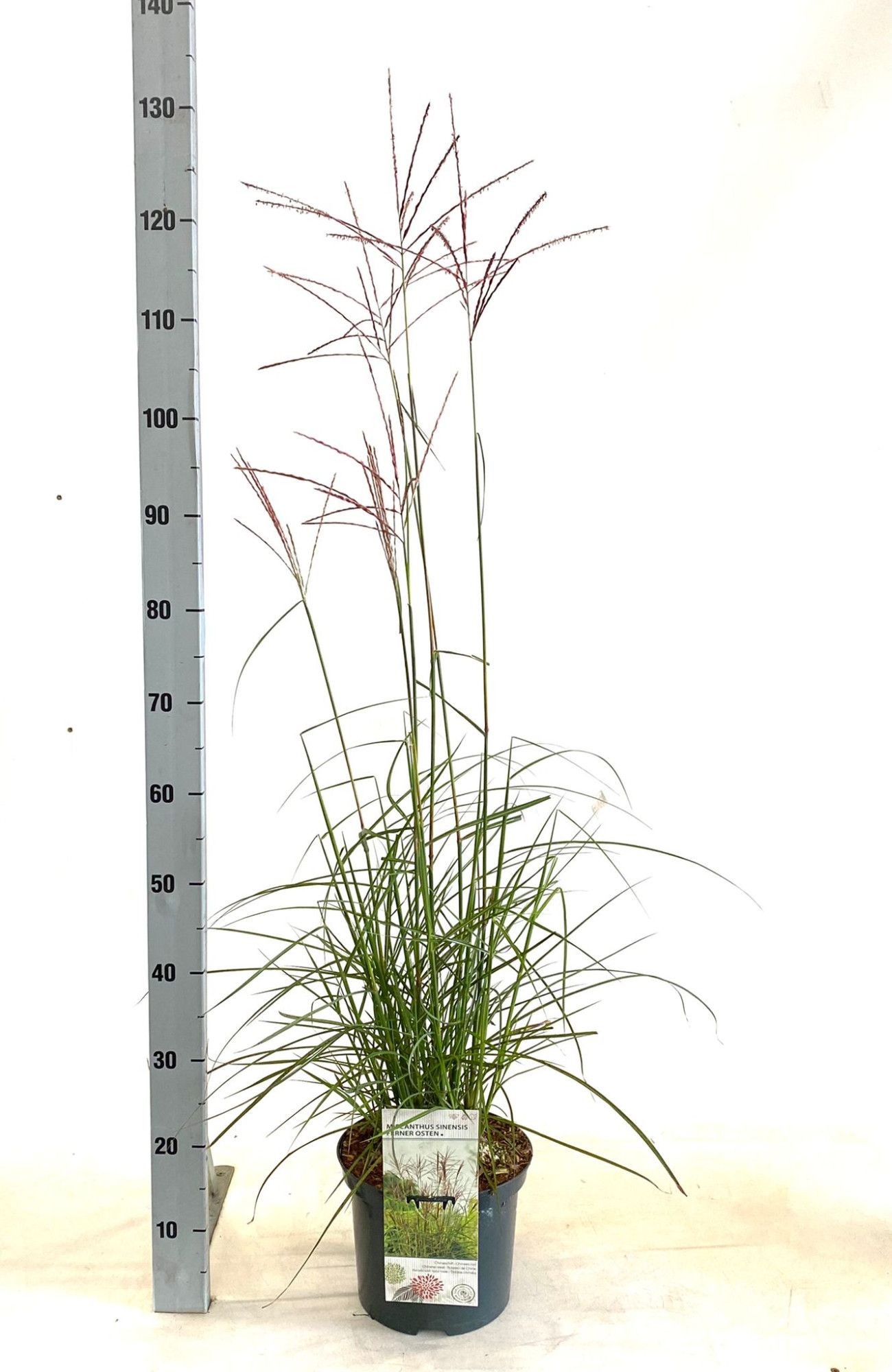 Miscanthus sinensis 'Ferner Osten', D 23