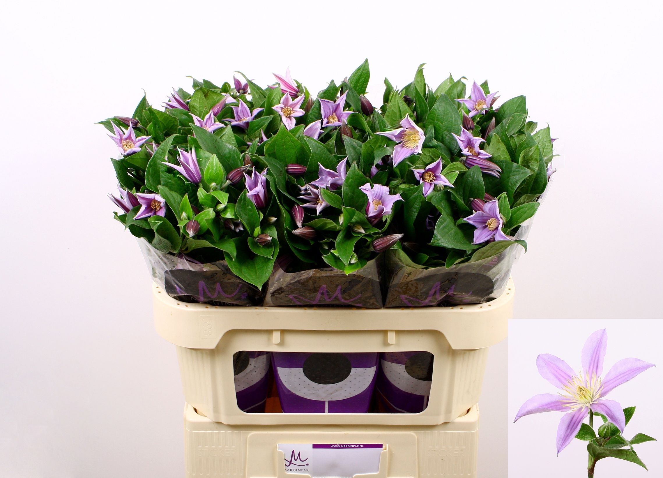 Клематис Стар Ривер 70, шт.