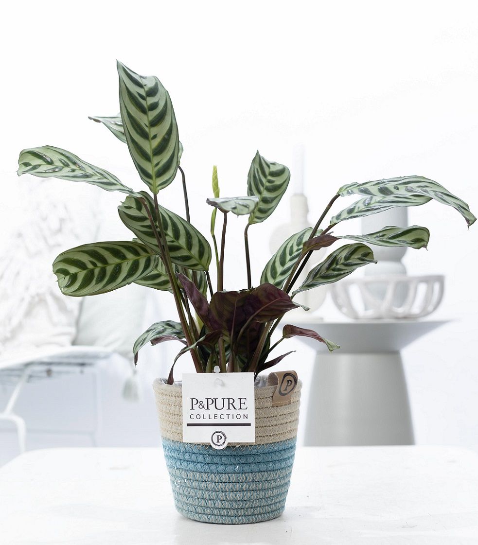 Ctenanthe Burle Marxii in P&PURE Fashionpot Valerie, D 12