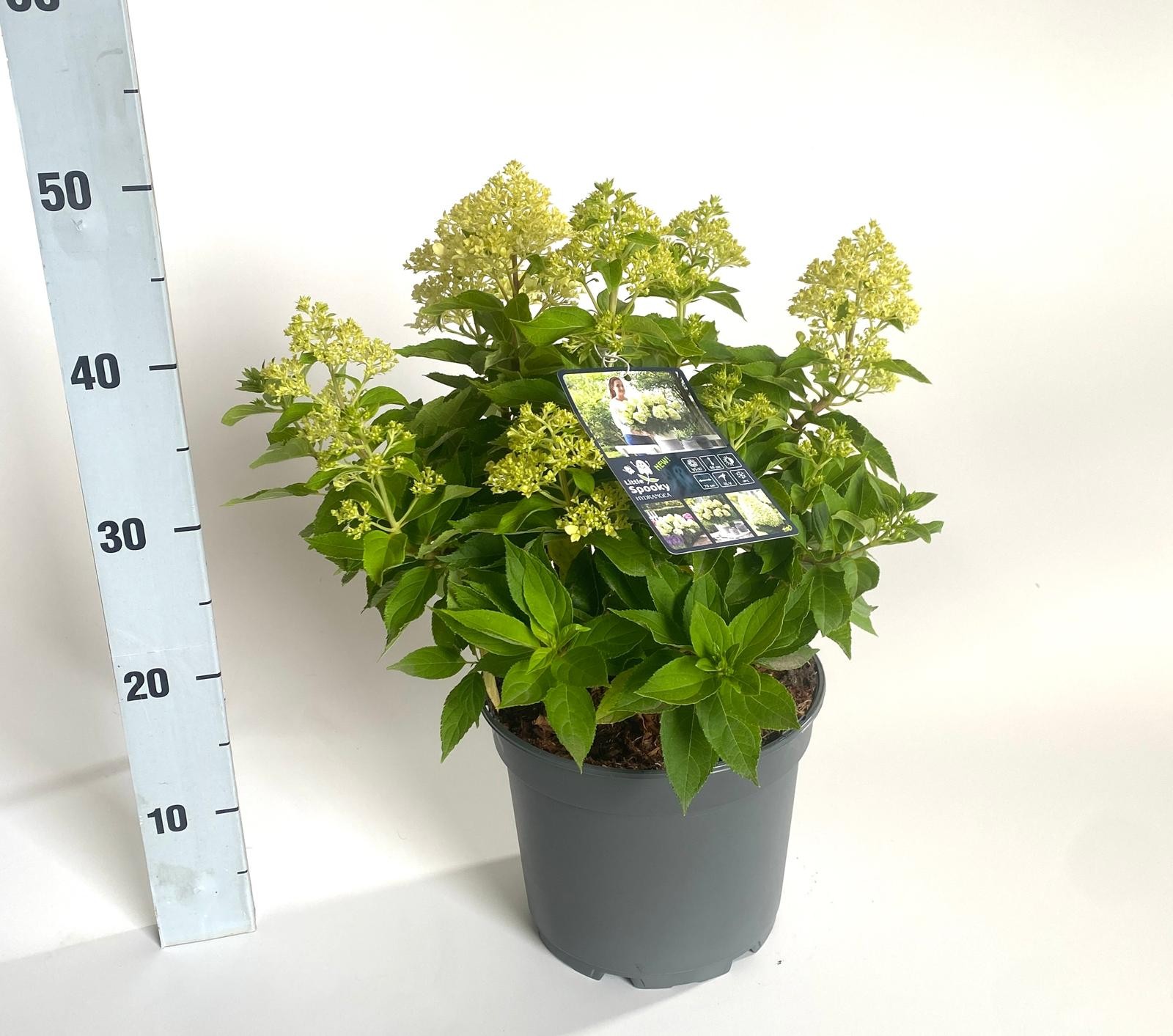 Hydrangea pan. 'Little Spooky', D 23