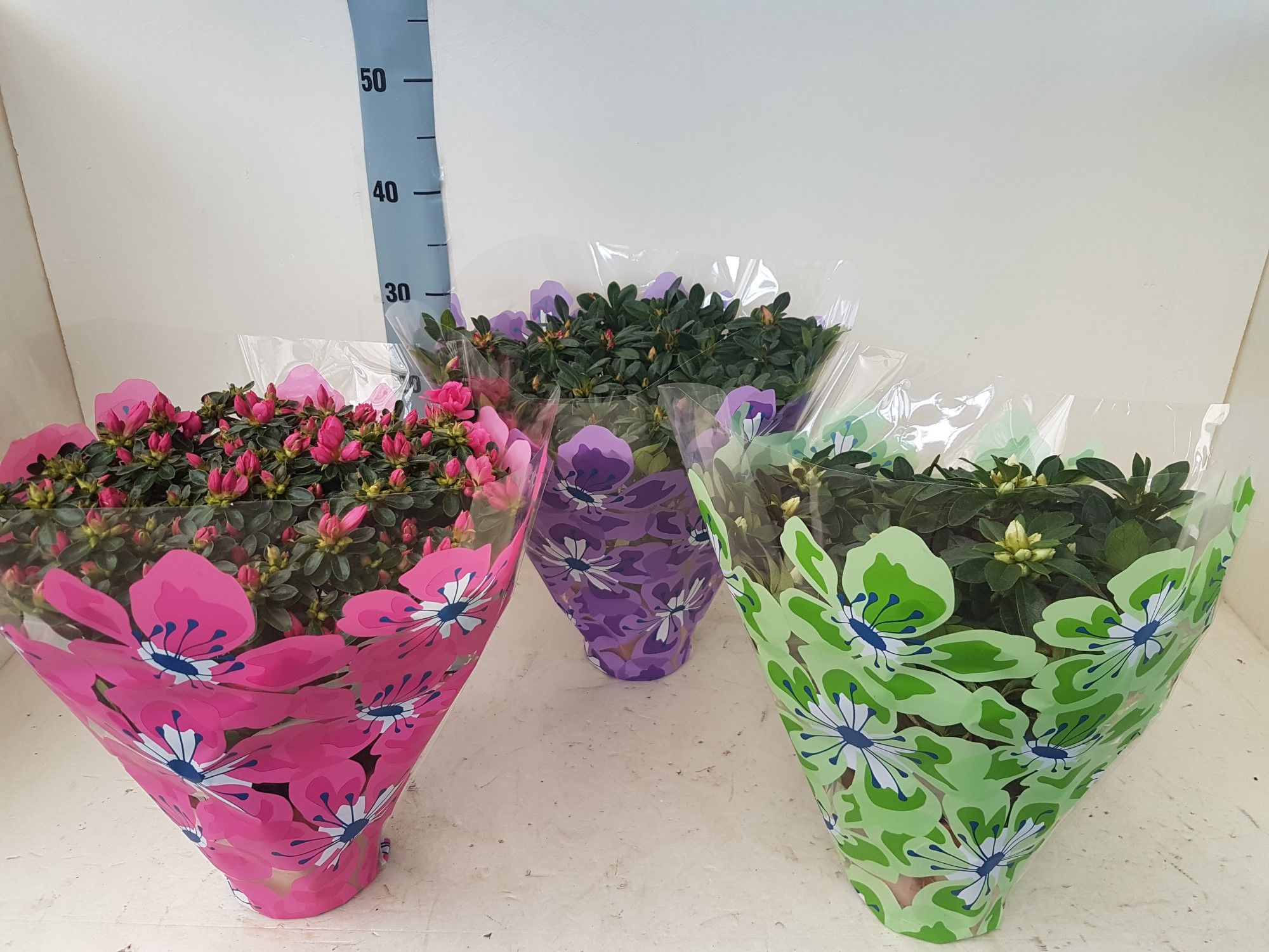 AZALEA INDICA 35 CM ZOMER, D 15