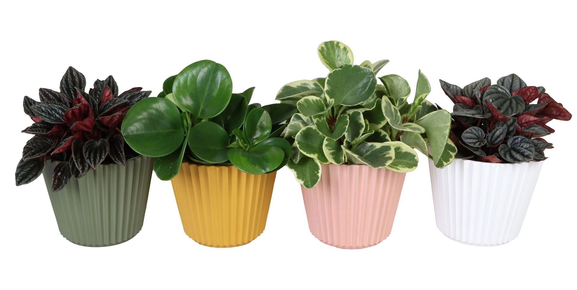 L 67315 with Peperomia Mix 12 cm, D 12