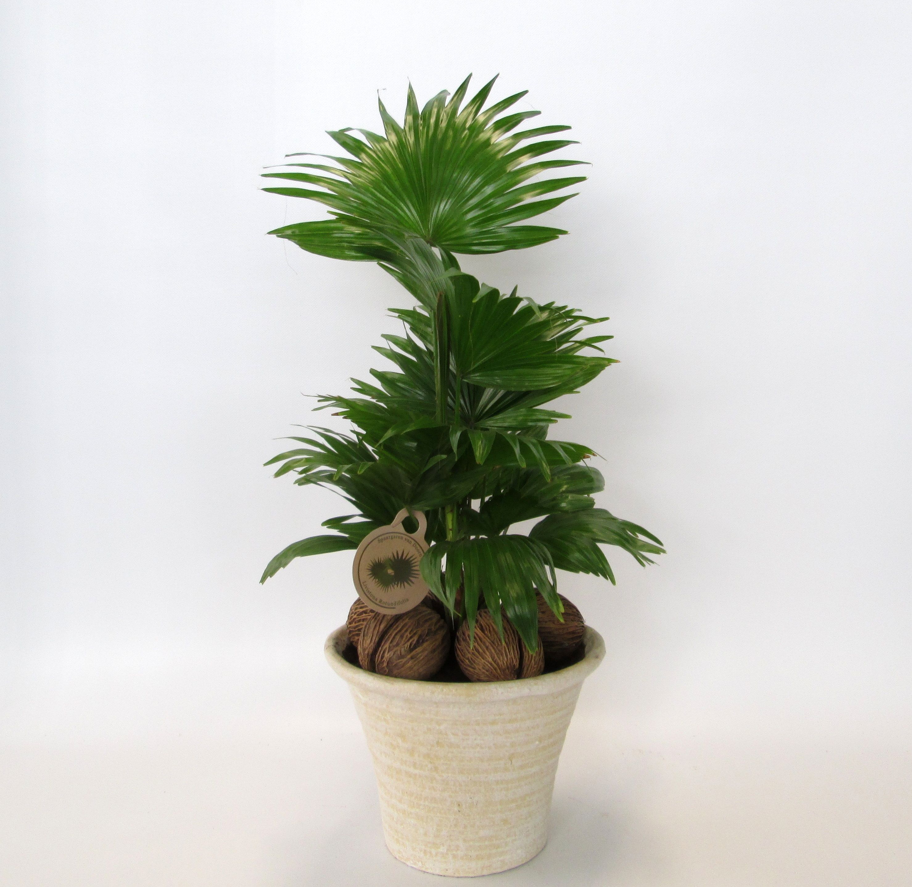 Livistona in hosta big cremé, D 23