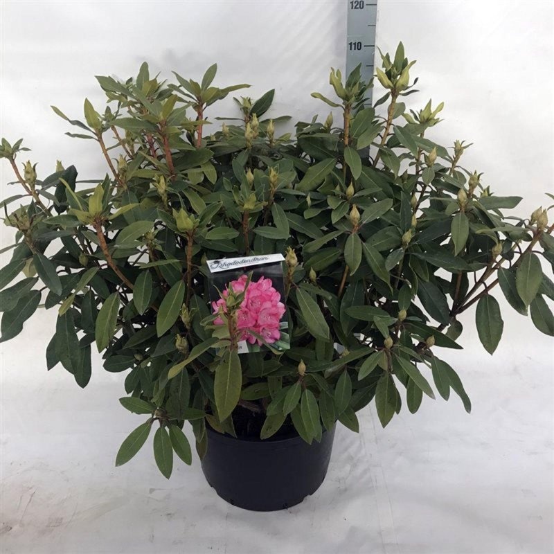 Rhododendron 'Etoile de Sleidinge', D 55