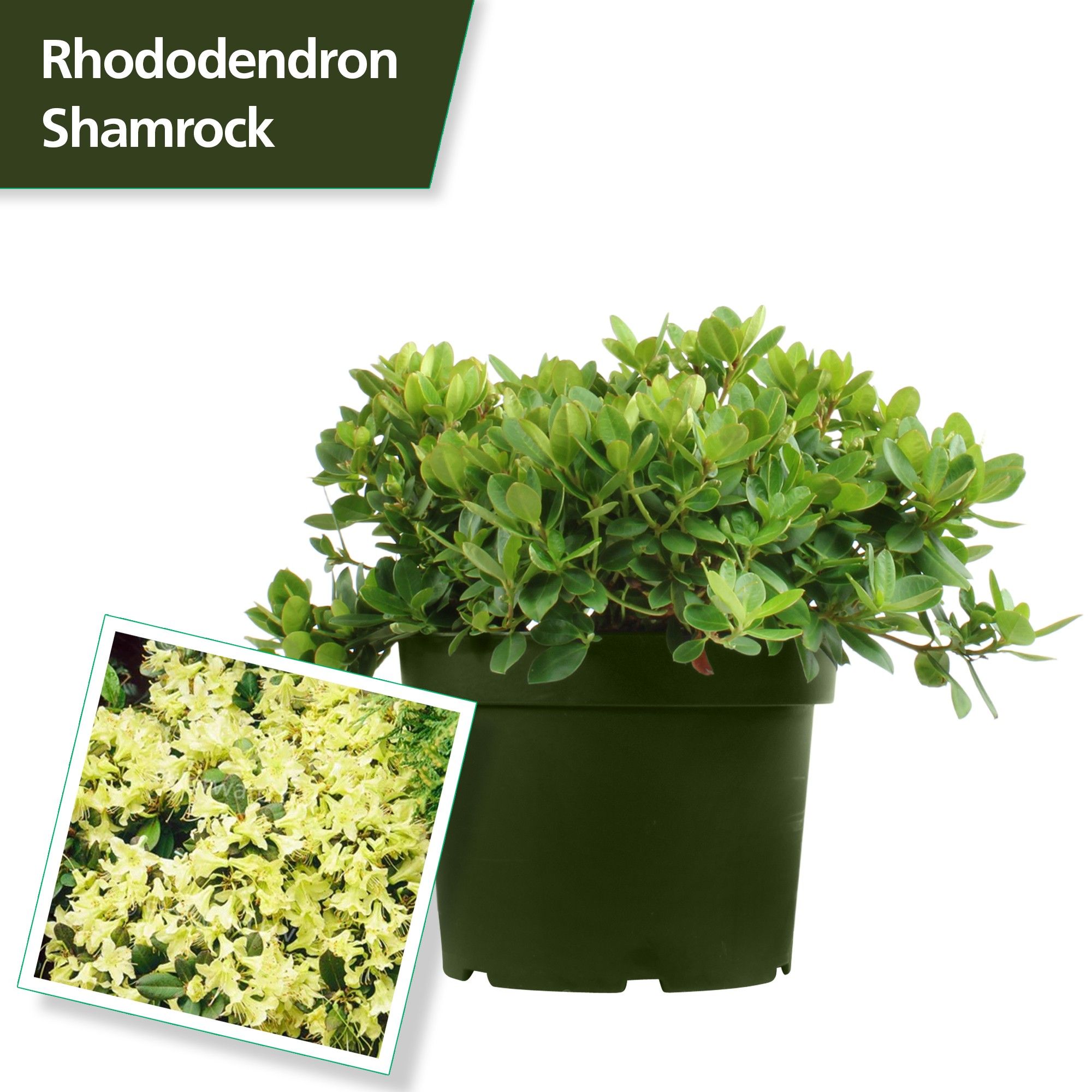 Rhododendron 'Shamrock', D 29