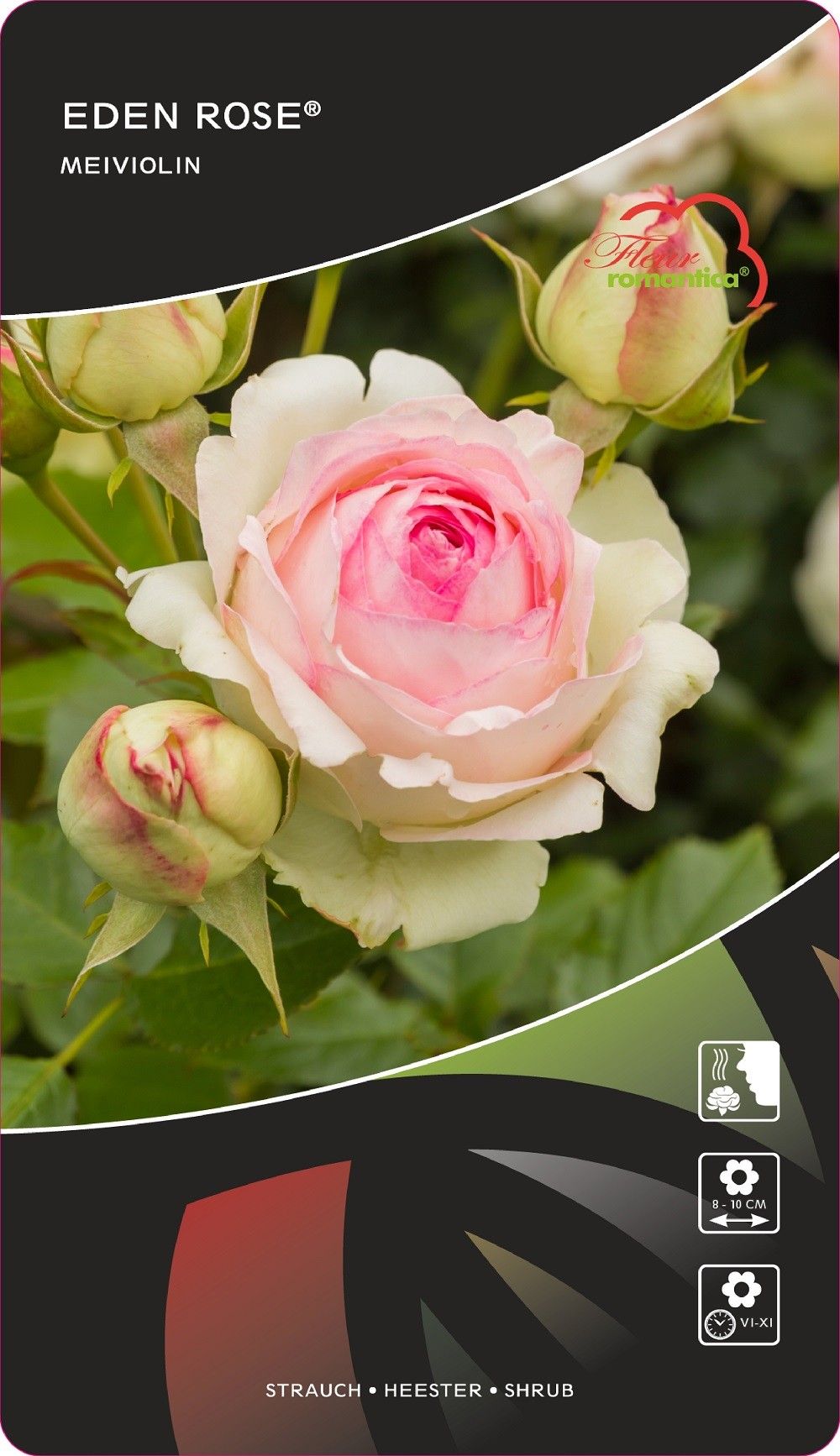 Rosa (H) Eden Rose®, D 17