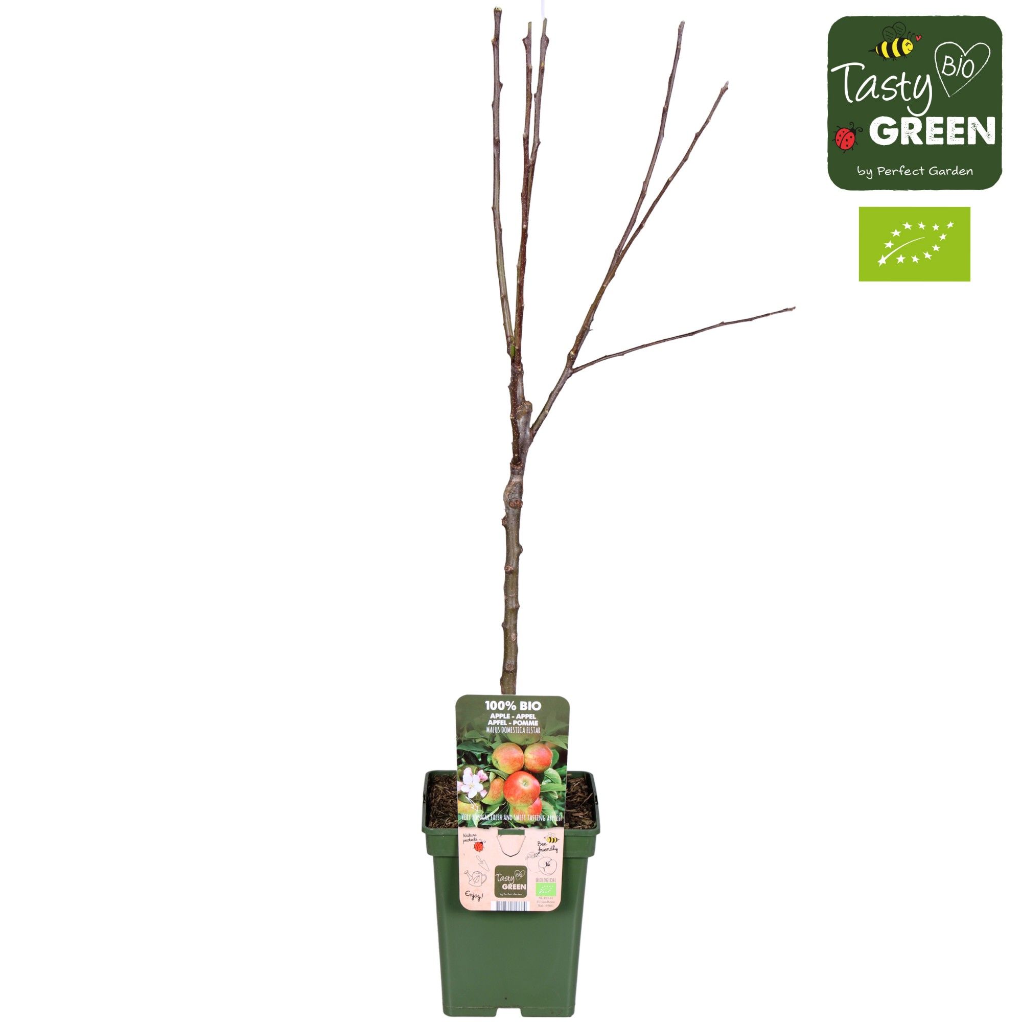 Malus domestica Elstar Bio P23, D 23