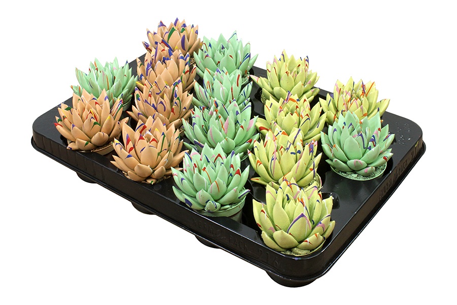 Miranda coloured Splash Easter mix, D 6