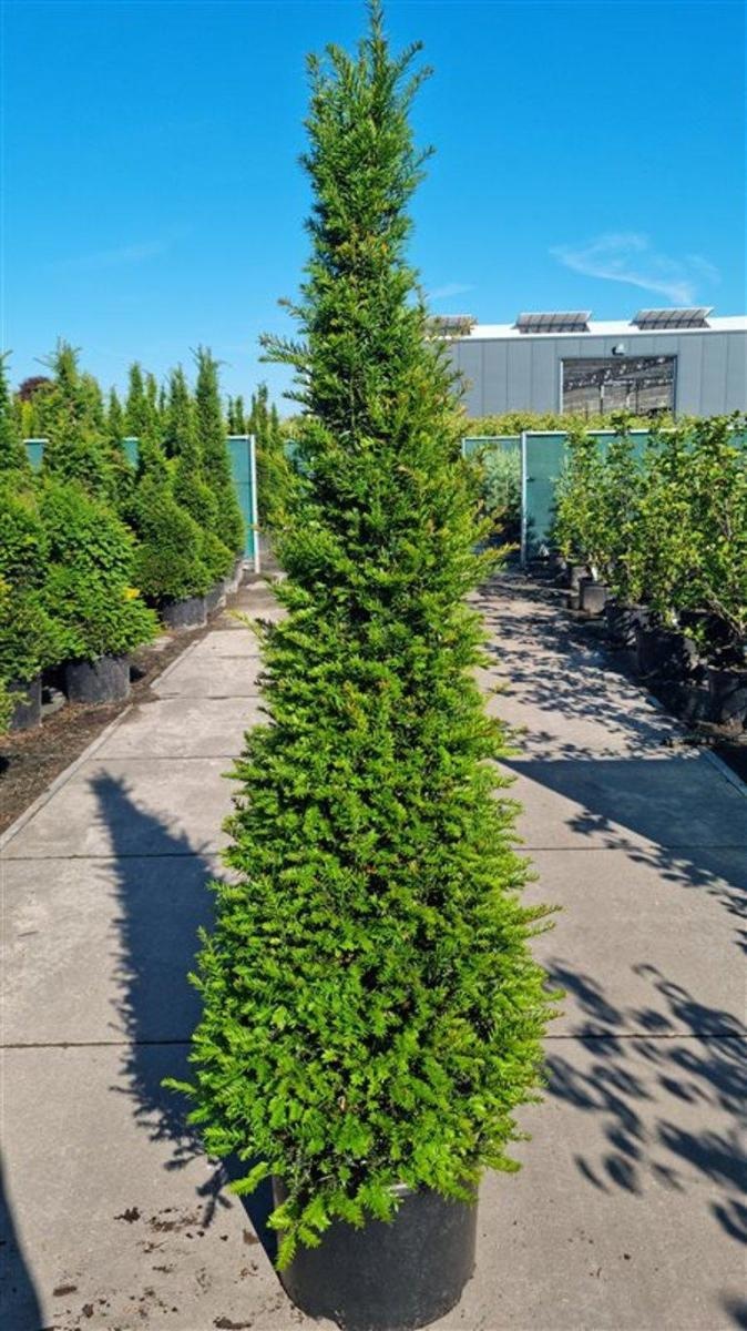Taxus baccata, kegel, D 55