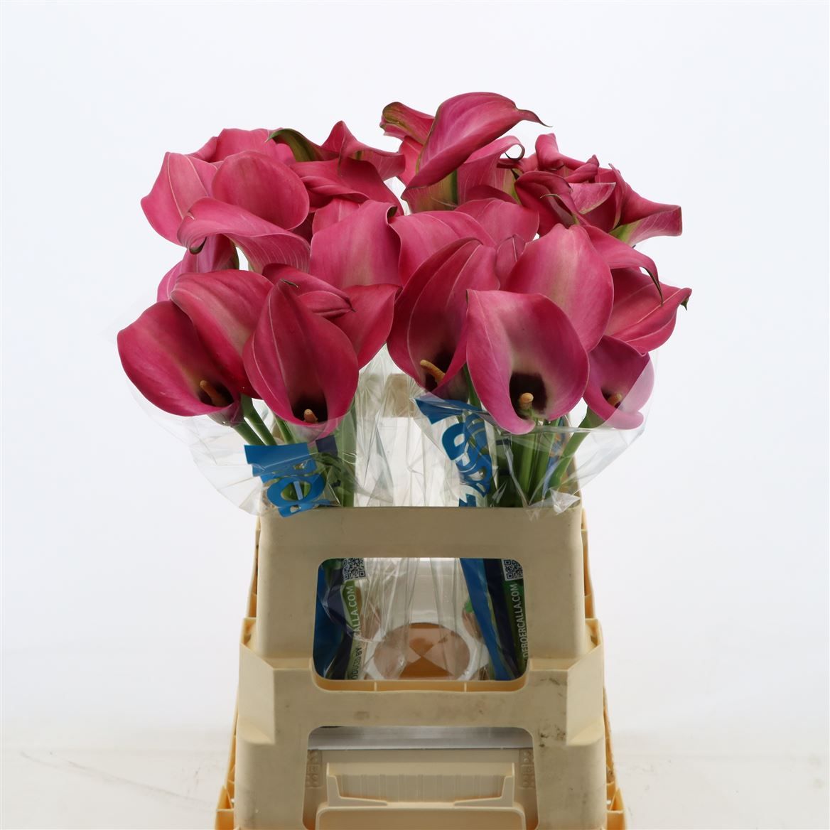 Калла Зазу 55, шт.