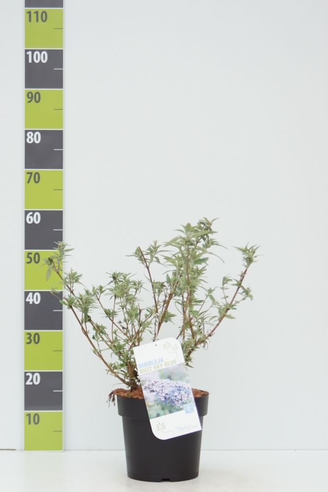 Buddleja 'Buzz Sky Blue' -R- C 4,6, D 23