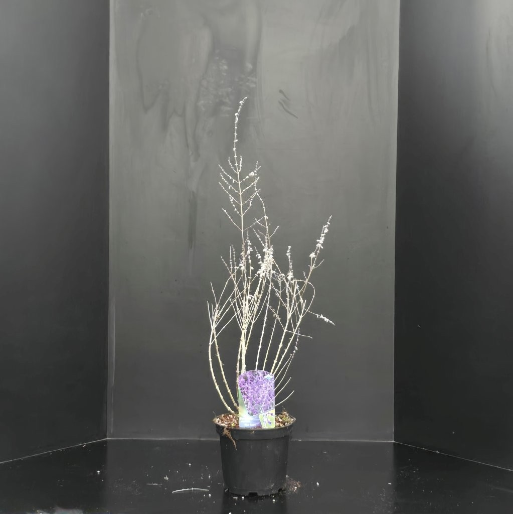 Perovskia atriplicif. 'Blue Spire', D 23