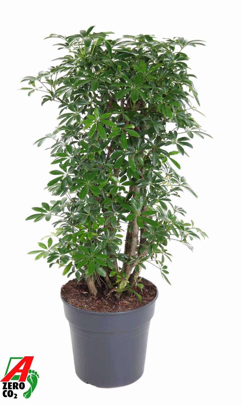 Schefflera Luseana P27, D 27