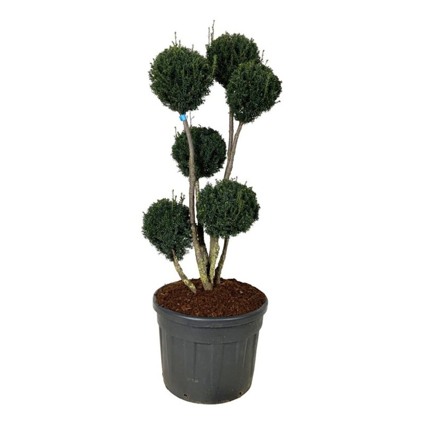 Taxus media 'Brownii', D 65