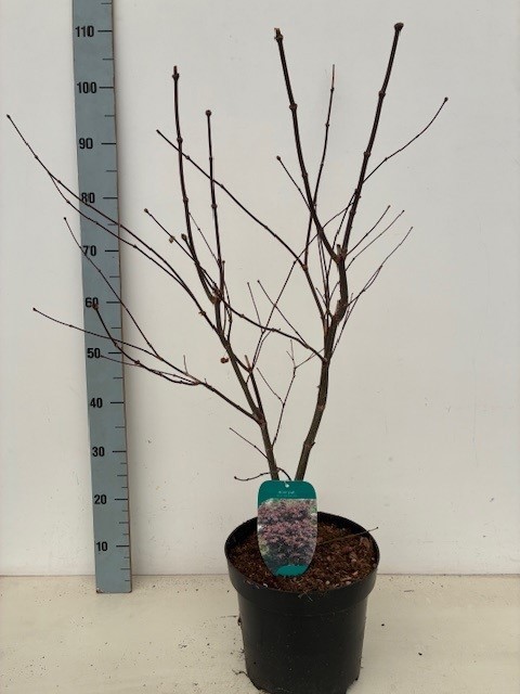 Acer palmatum 'Bloodgood' P26 Full CC, D 26