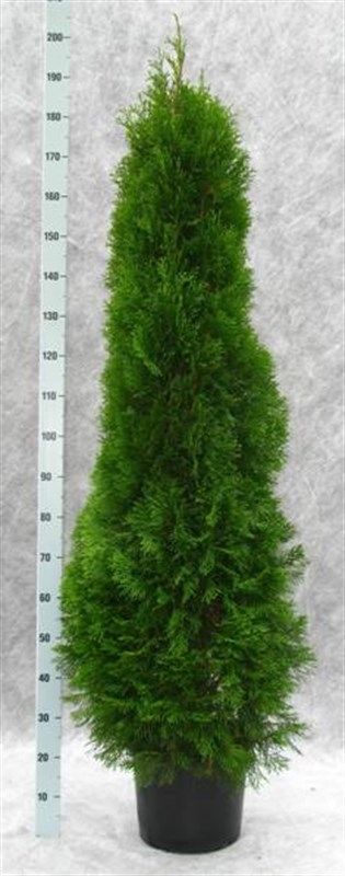 Thuja occidentalis 'Smaragd', D 31