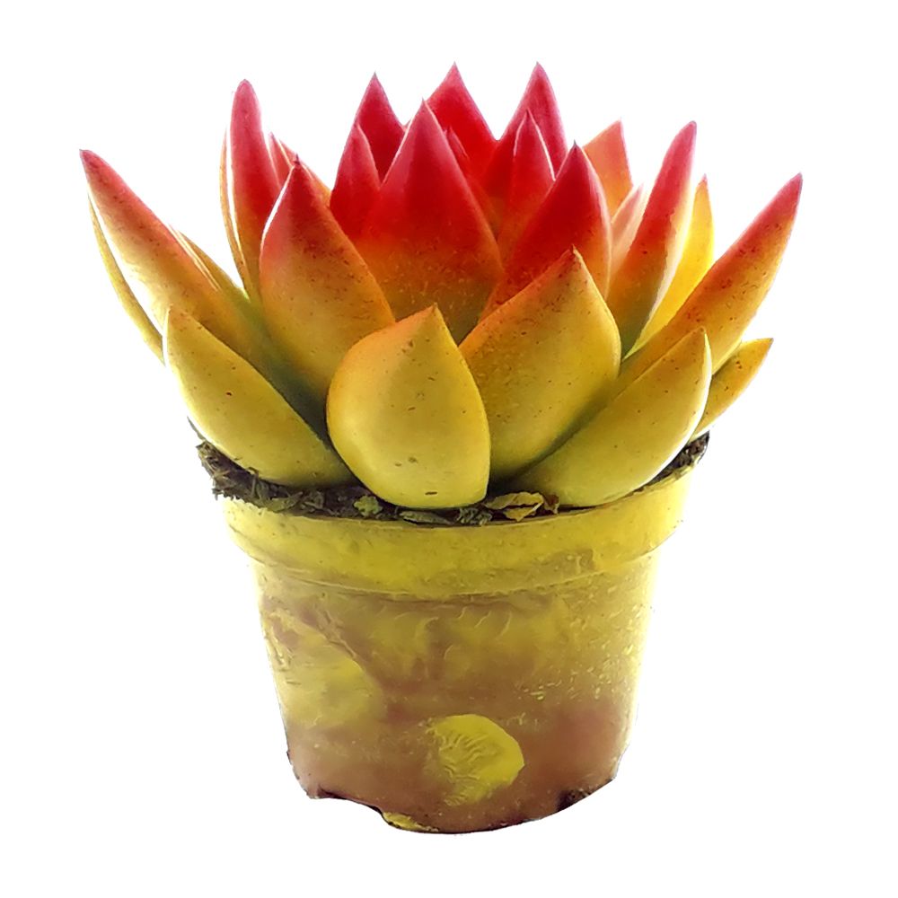 Miranda bicoloured yellow/red, D 6