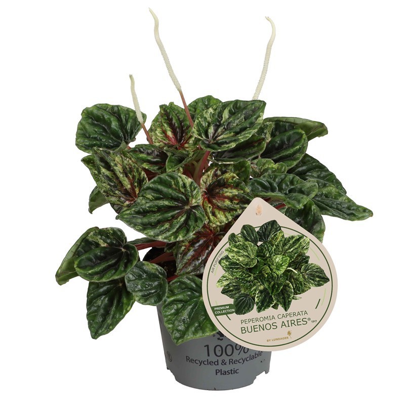 PEPEROMIA CAPERATA 'BUENOS AIRES©', D 12