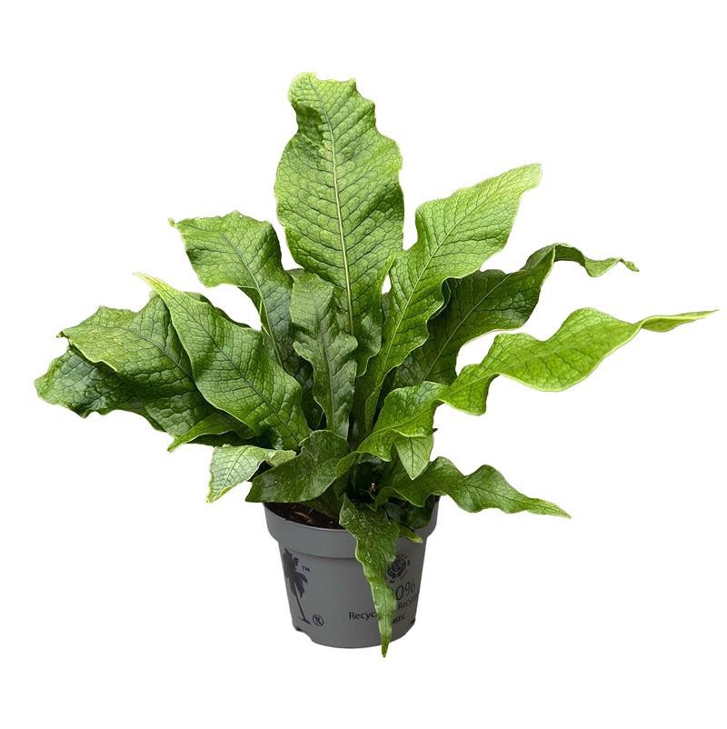 MICROSORUM PTEROPUS, D 12