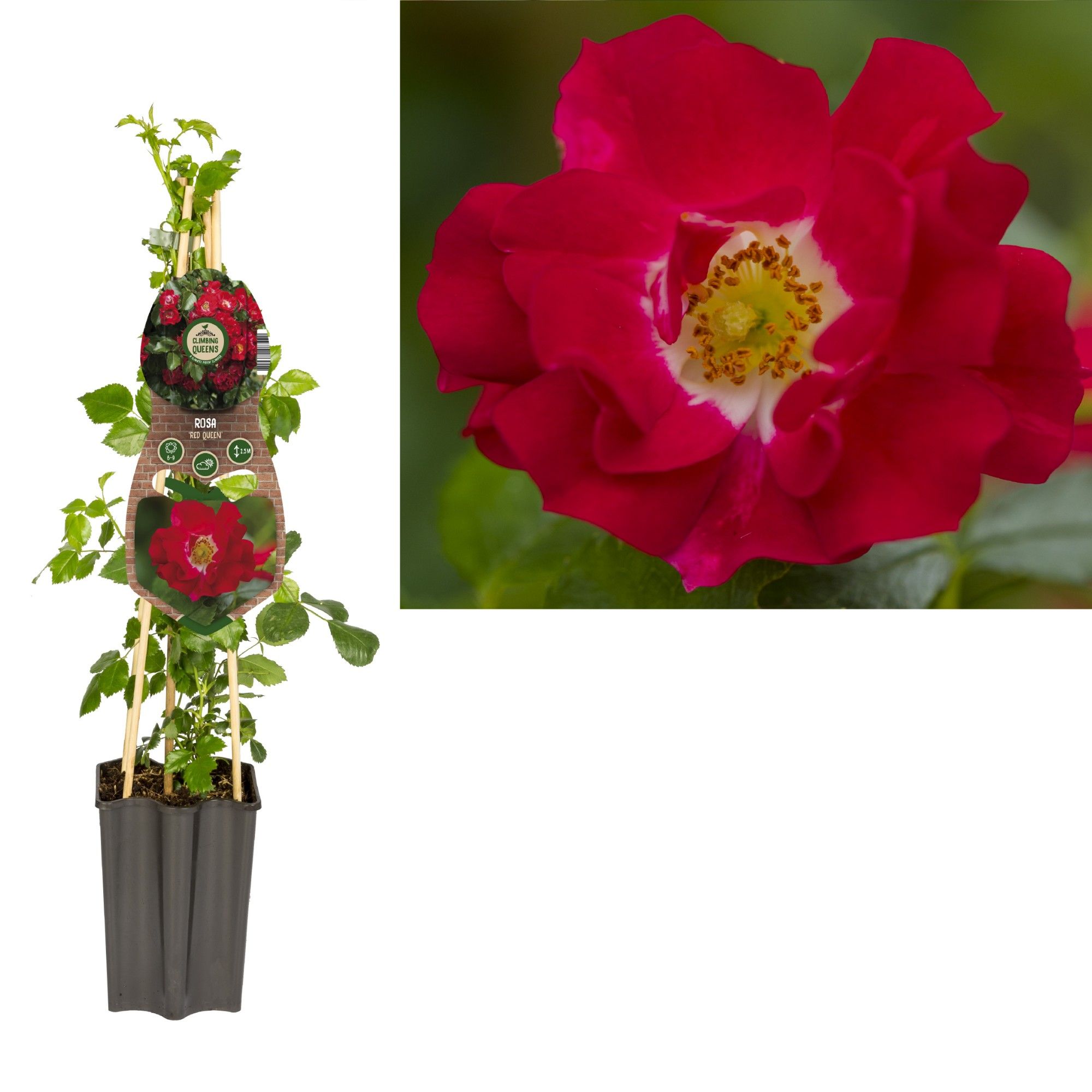 Rosa 'Red Queen' +3.0 label, D 15