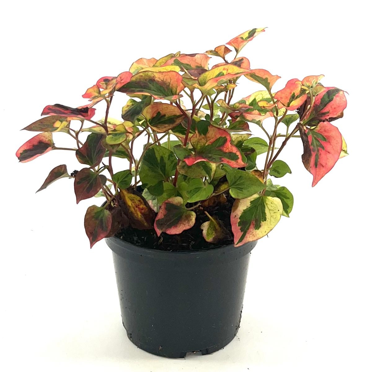 Houttuynia cordata 'Flame', D 17