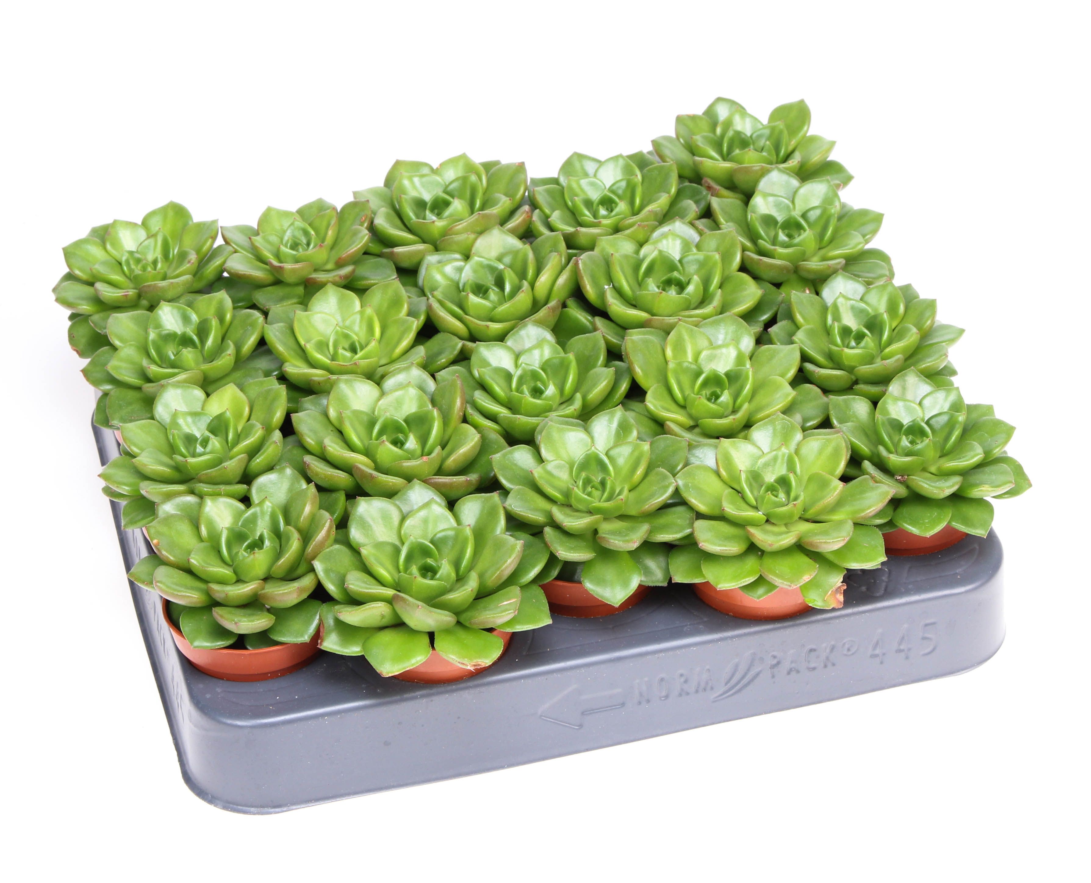 Echeveria multicaulus, D 5,5