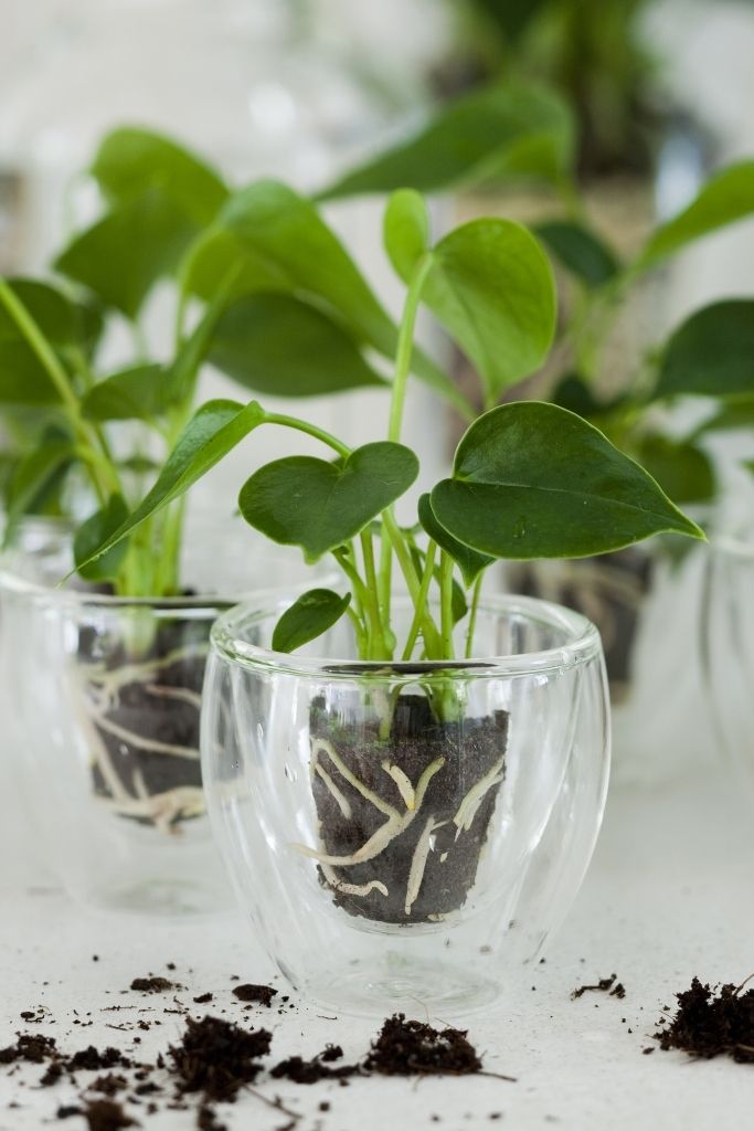 Anthurium Grown your own glass cup, D 9
