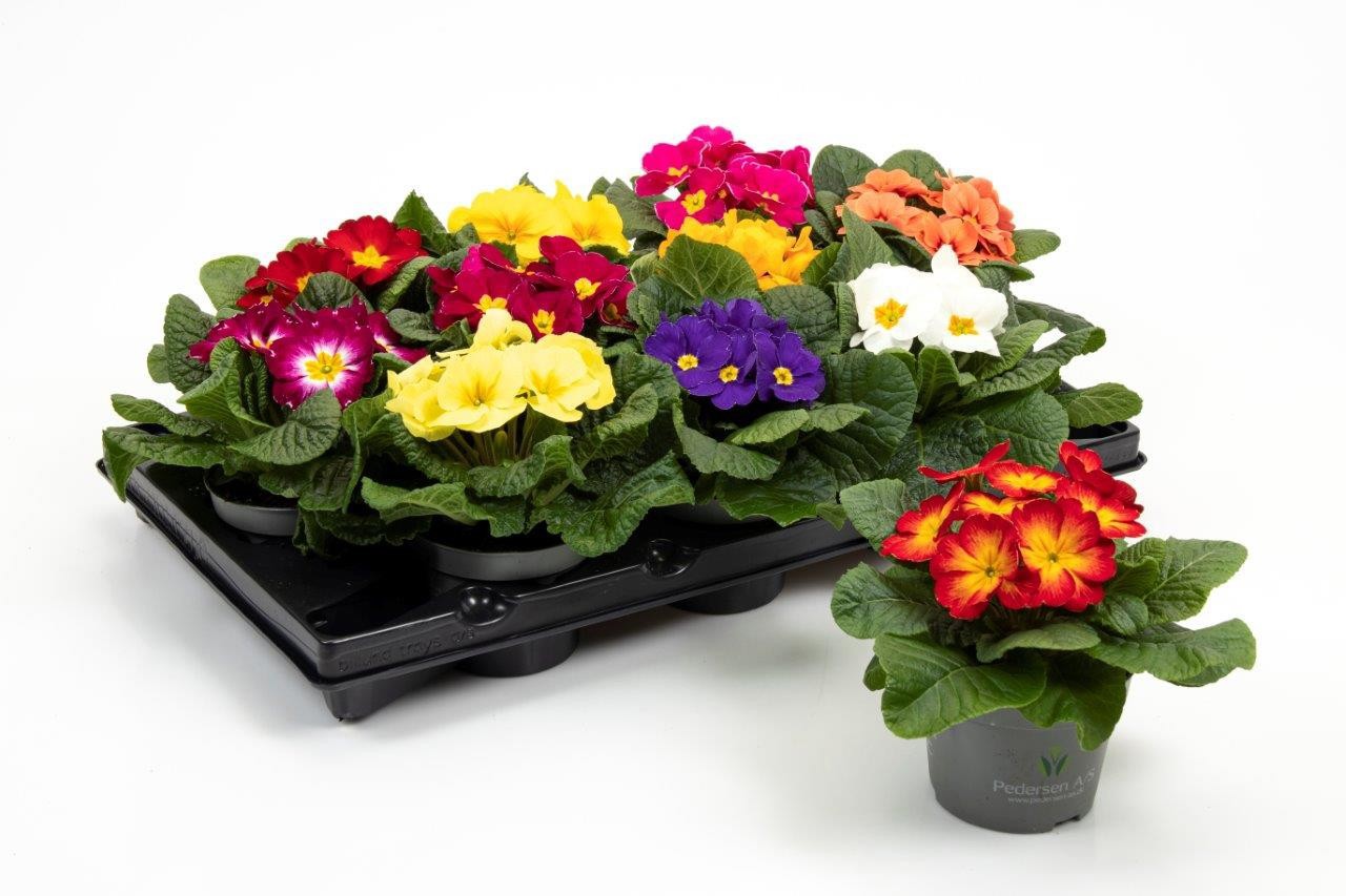 PRIMULA VULGARIS-HYBRID 'Mix', D 11