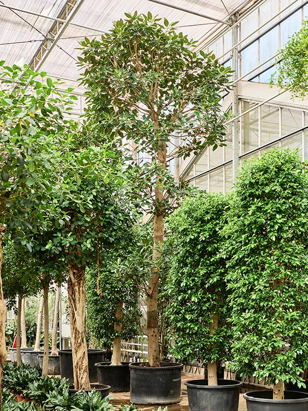 Ficus macrophylla, D 120