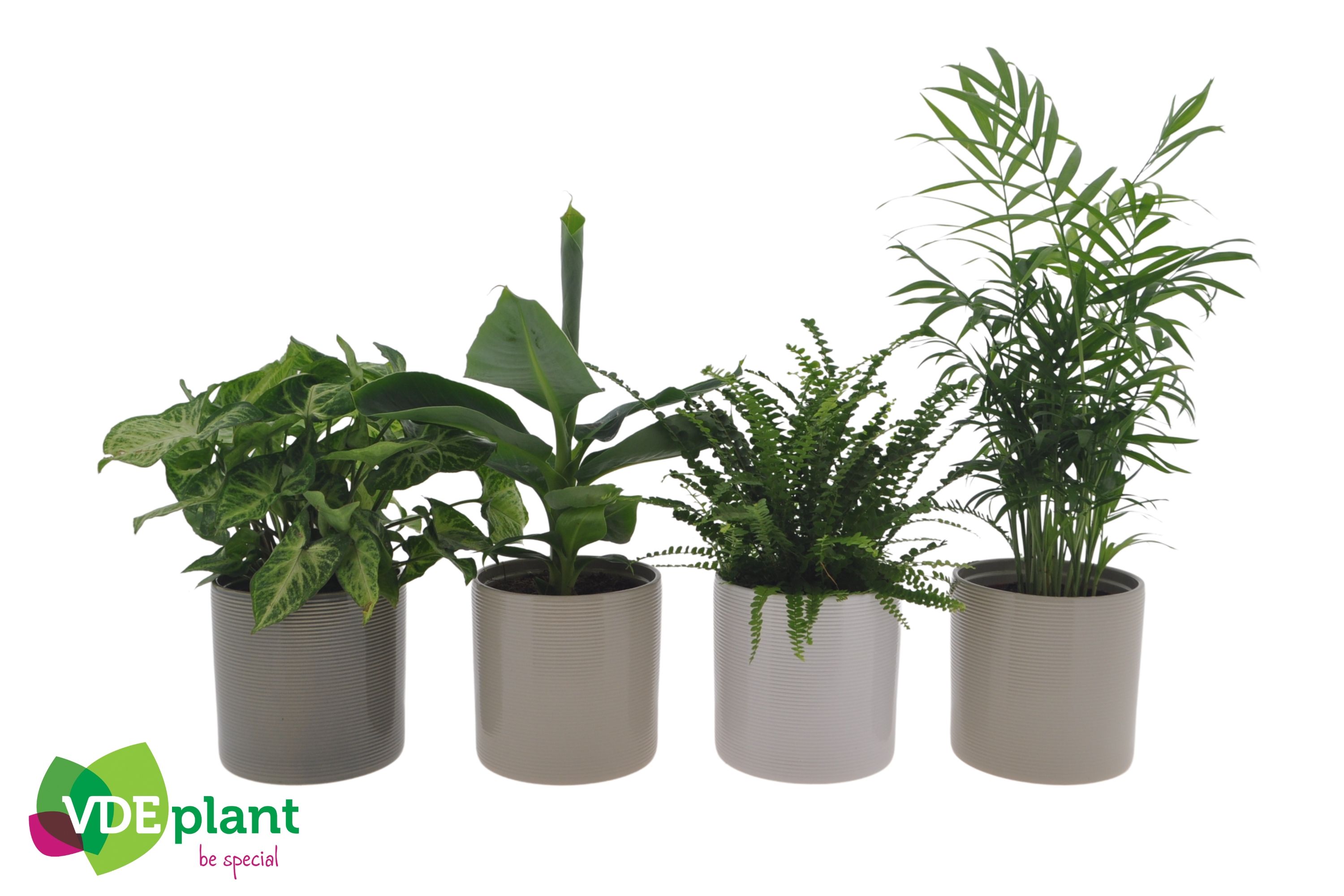 Fresh Green mix in Havana mix keramiek, D 12