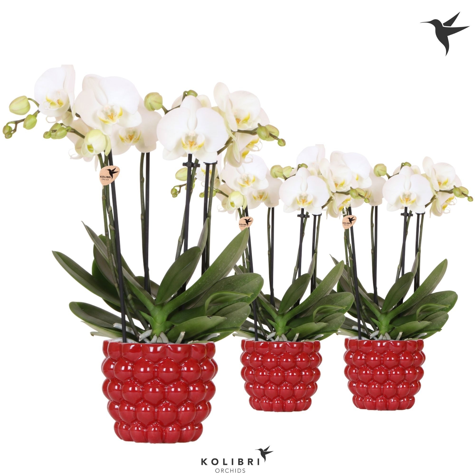 Kolibri Orchids Phalaenopsis Jewel Ghent 4 spike in Berry pot, D 12