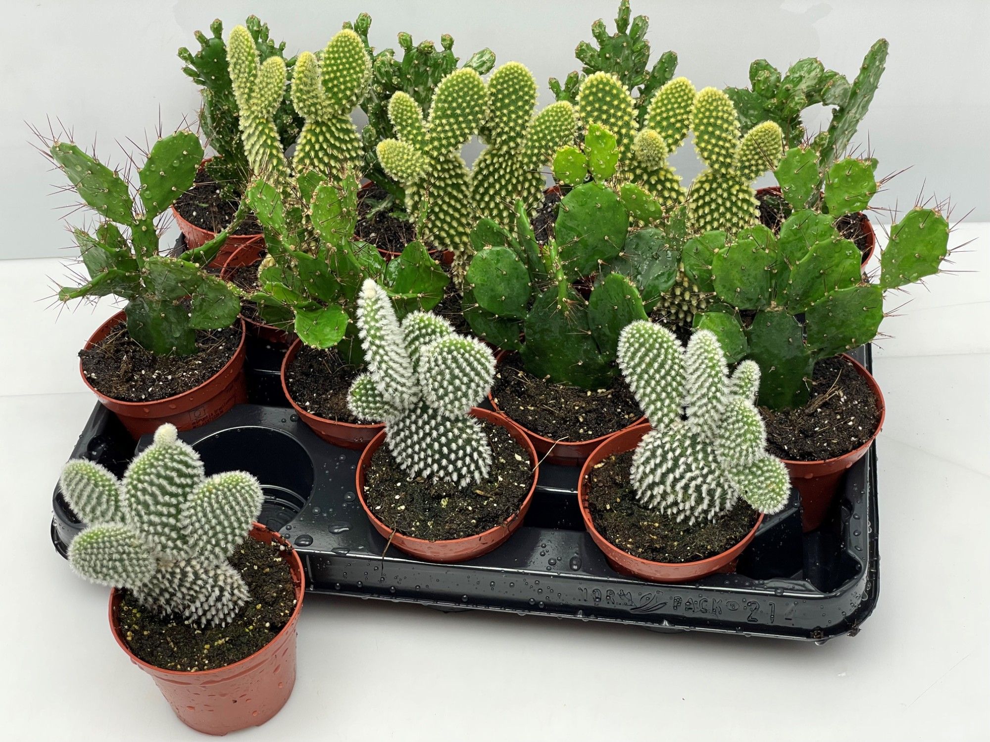 711 Opuntia Mix 8,5 cm, D 8,5