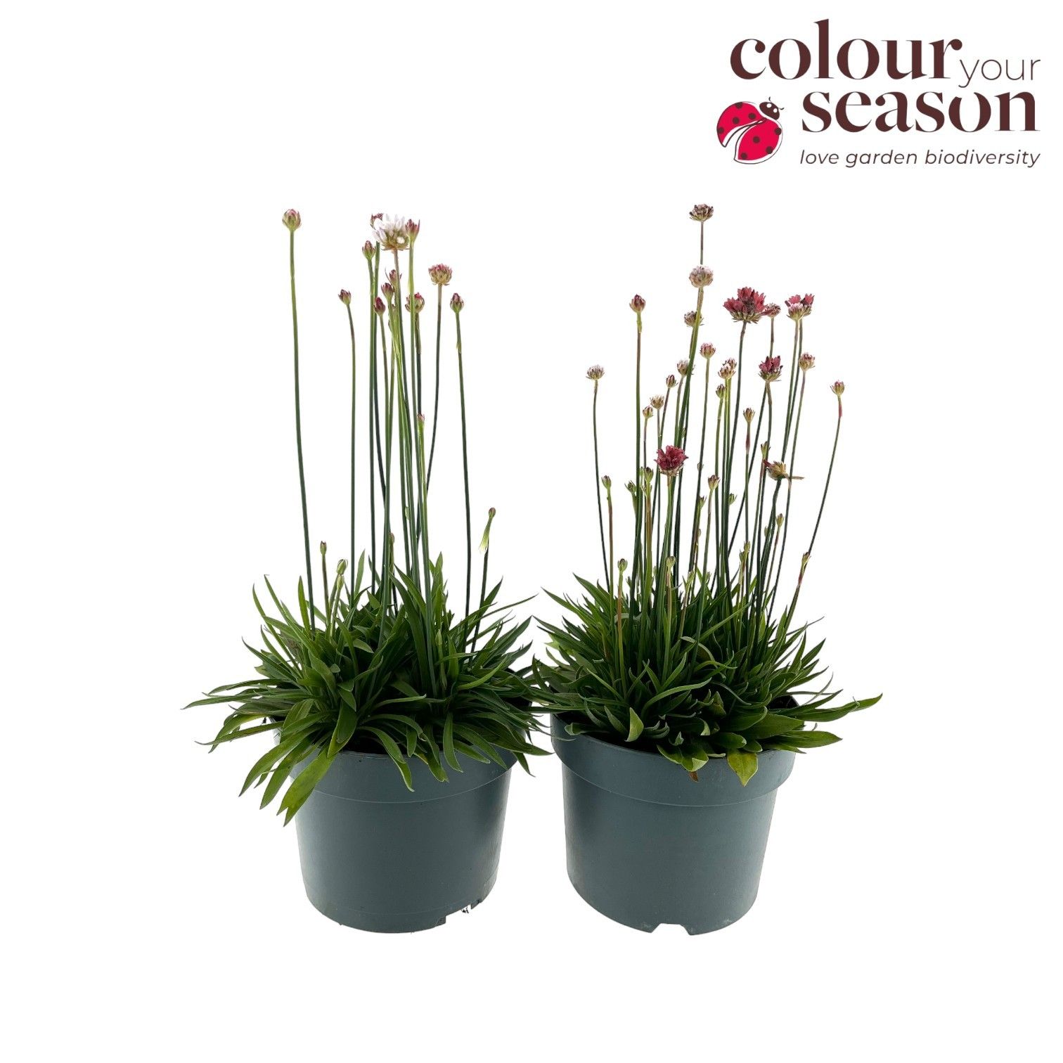 Armeria Ballerina P19, D 19