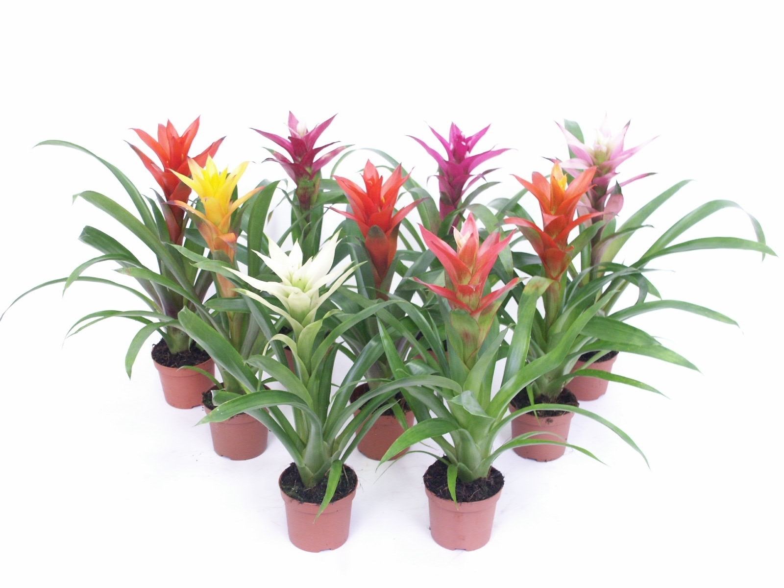 Guzmania Mix, D 12