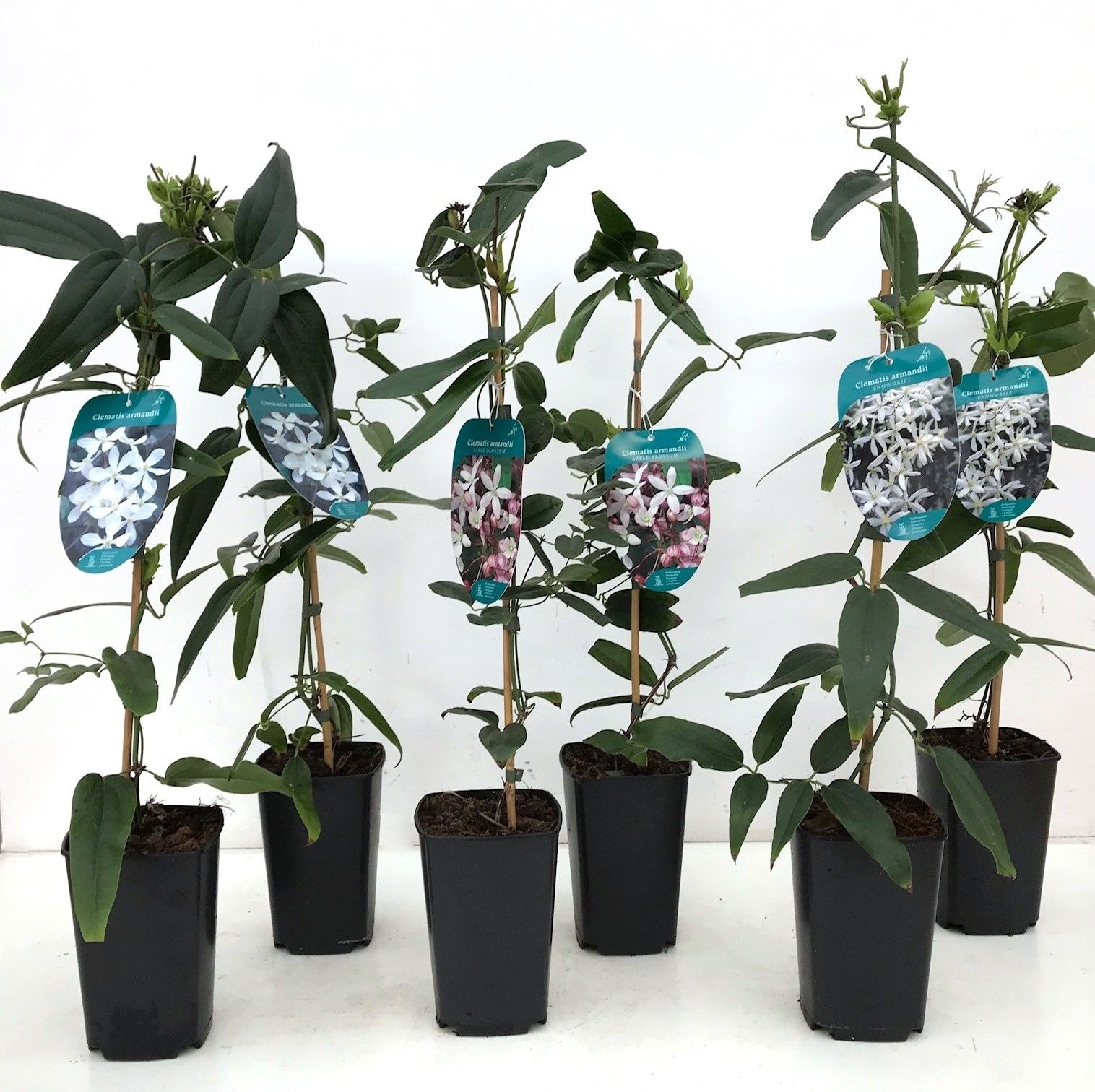 Clematis armandii MIX 50-60 P14/C2 Full CC, D 14