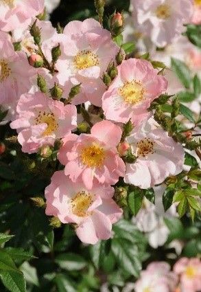 Rosa 'Blushing Queen' +light label, D 15