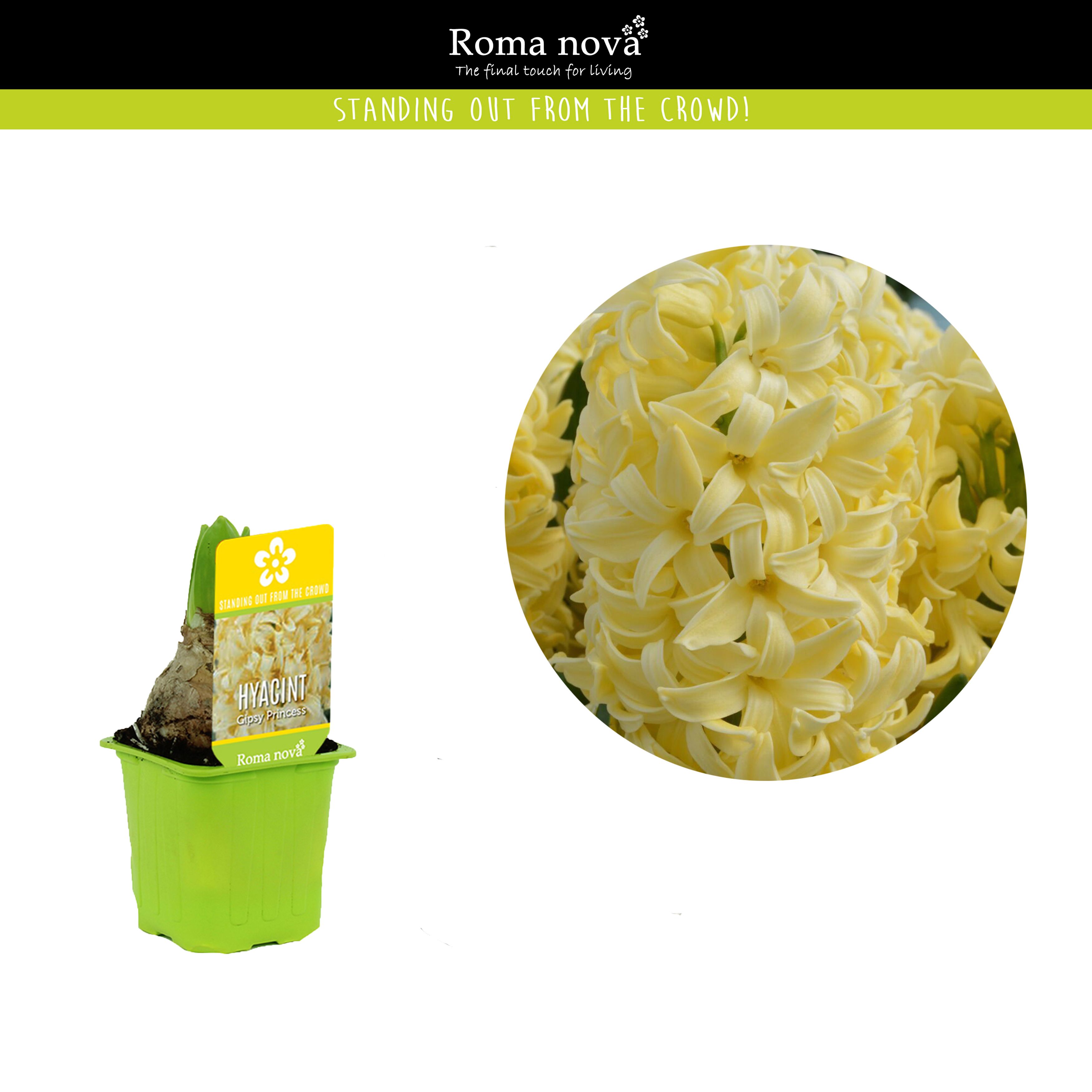 Hyacint Gipsy Princess 7cm, D 7