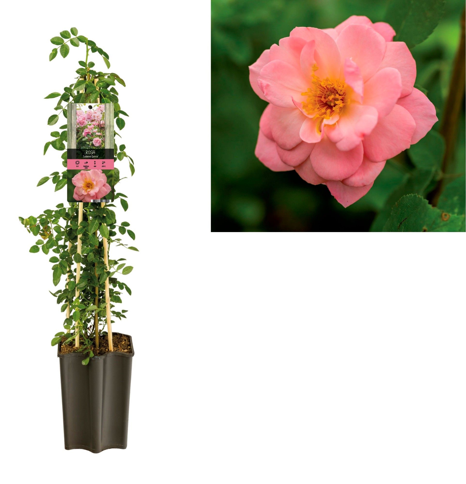Rosa 'Salmon Queen' +light label, D 15