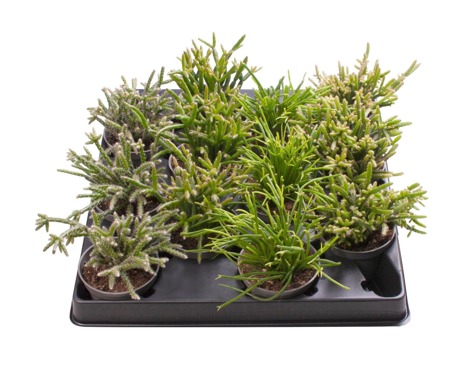 Rhipsalis Mix, D 6