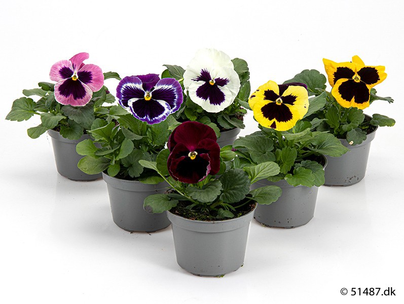 VIOLA WITTROCKIANA-HYBRID, D 9