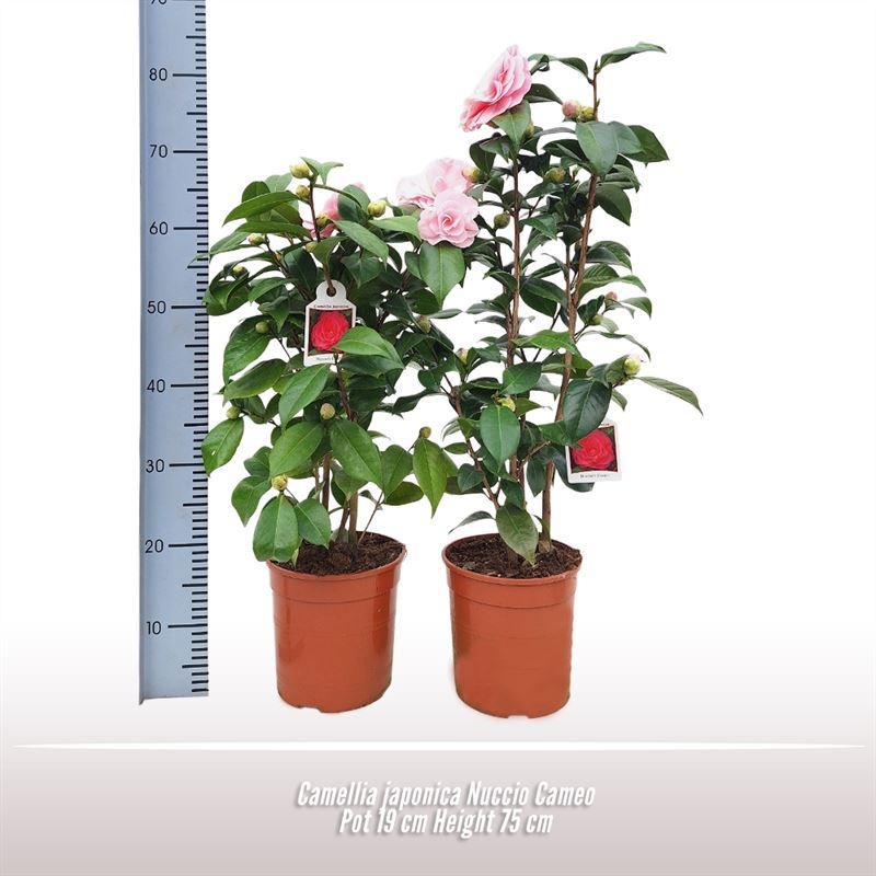 Camellia japonica Nuccio Cameo, D 19
